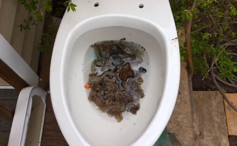 flushed down the toilet
