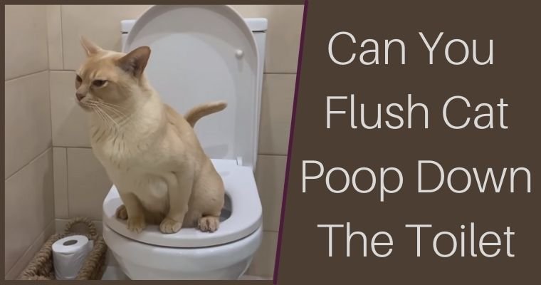 3 reasons why you should never flush cat poop down the toilet