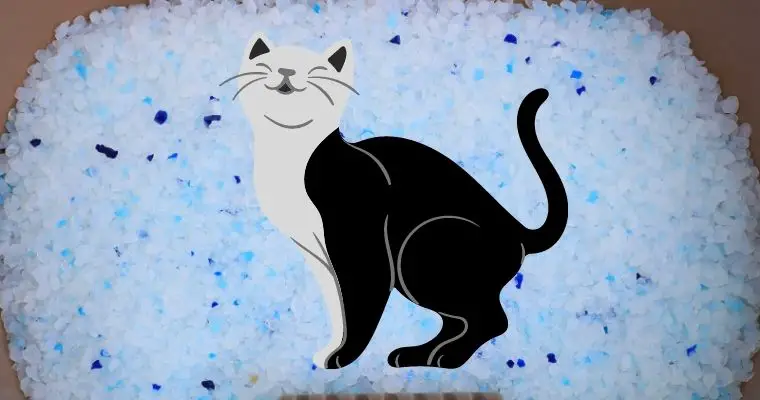 Silica Gel Cat Litter for cat poop