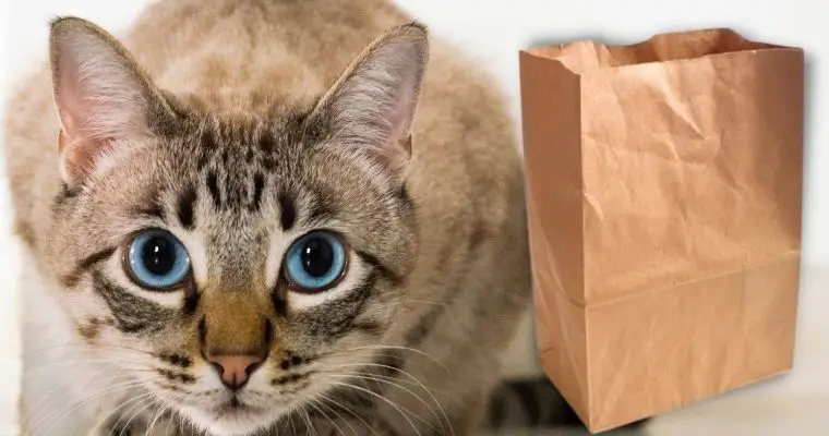 Brown Bags for Kittens poop
