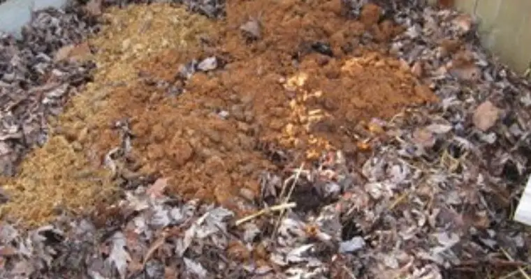 Compost Cat Litter of cat poop